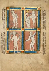 Antipode; Scinopode; Küstenäthiopier; Psalmlarus